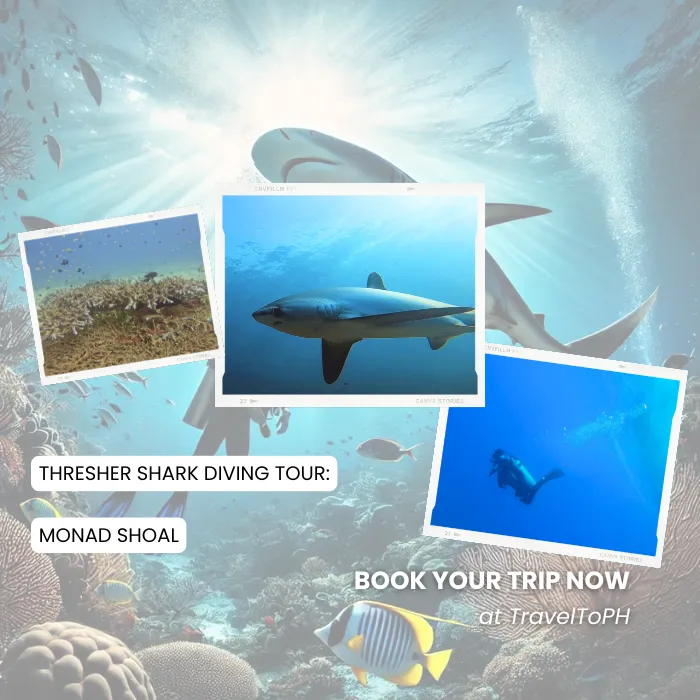 TravelToPH - Экскурсии / Туры - Дайвинг-тур с лисими акулами: Monad Shoal | VM-TSDTMS-D1