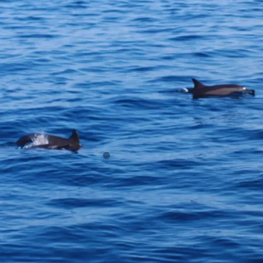 TravelToPH - Экскурсии / Туры - Наблюдение за дельфинами - остров Баликасаг - остров Верджин | VB-DWBIVI-D1