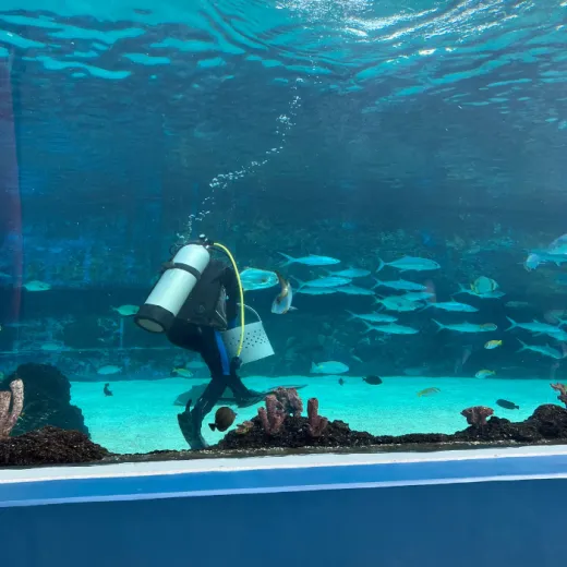 TravelToPH - Экскурсии / Туры - Китайский Даосский Храм - Океанариум Себу - Кафе Luminous Espresso Industry | VC-CTTCOPLEIC-D1