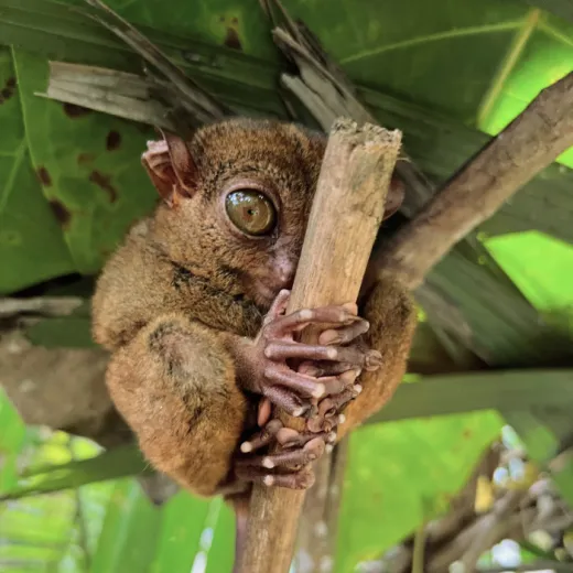 TravelToPH - Экскурсии / Туры - Плавание с китовыми акулами в Тауге на Бохоле - Зиплайн - Заповедник долгопят (тарсиры) - Шоколадные холмы - Квадроциклы - Водопады Камугао | VB-TWSWZLTCACHSARCF-D1