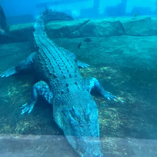 TravelToPH - Экскурсии / Туры - Китайский Даосский Храм - Океанариум Себу - Кафе Luminous Espresso Industry | VC-CTTCOPLEIC-D1