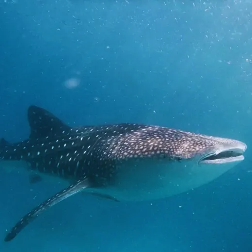 TravelToPH - Экскурсии / Туры - Плавание с китовыми акулами в Тауге на Бохоле - рисовые террасы Кадапдапан - наблюдение за светлячками в Лоае | VB-TWSWBCRTLF-D1