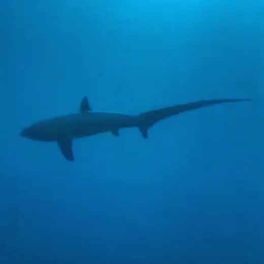 TravelToPH - Экскурсии / Туры - Дайвинг-тур с лисими акулами: Monad Shoal | VM-TSDTMS-D1