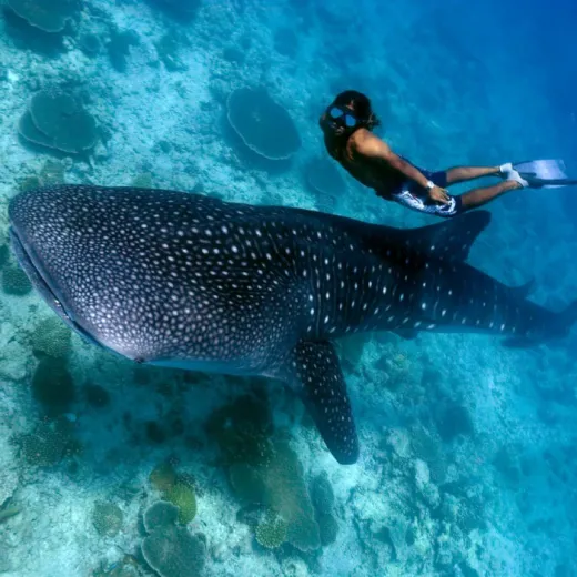 TravelToPH - Экскурсии / Туры - Плавание с Китовыми Акулами в Ослоб | VC-WSW-D1