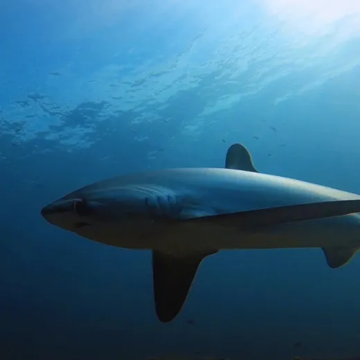 TravelToPH - Экскурсии / Туры - Дайвинг-тур с лисими акулами: Monad Shoal | VM-TSDTMS-D1