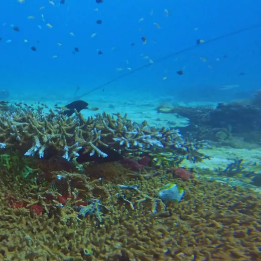 TravelToPH - Экскурсии / Туры - Дайвинг-тур с лисими акулами: Monad Shoal | VM-TSDTMS-D1