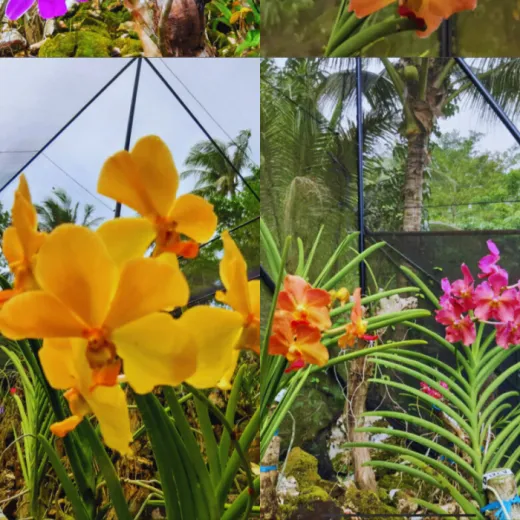 TravelToPH - Экскурсии / Туры - Экологический тур по острову Панай: арборетум и экопарк Пандан - пещера Пангихан - курорт холодного источника Хуром-Хуром - водопады Джаваили | VB-PIETPAEPPCHHCSRJF-D1 TravelToPH - Экскурсии / Туры - Экологический тур по острову Панай: арборетум и экопарк Пандан - пещера Пангихан - курорт холодного источника Хуром-Хуром - водопады Джаваили | VB-PIETPAEPPCHHCSRJF-D1