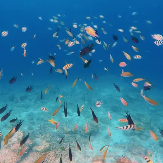 TravelToPH - Экскурсии / Туры - Затонувшие корабли острова Корон ( снорклинг ) - Артиллерийский катер Лузонг - Коралловый сад Лузонг - Затонувший корабль Восточный Тангат - Остров Пасс | LC-CISSGLLCGETWPI-D1