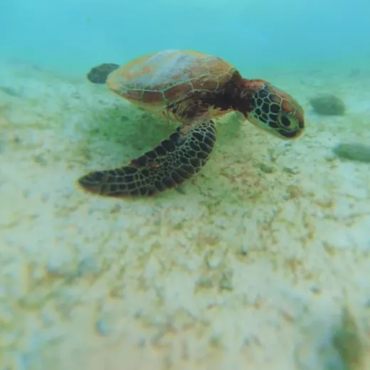 TravelToPH - Экскурсии / Туры - Плавание с Китовыми Акулами в Ослобе - Каньонинг на водопадах Кавасан - Дайвинг с Сардинами в Моалбоал | VC-WSWOKFCDSM-D1