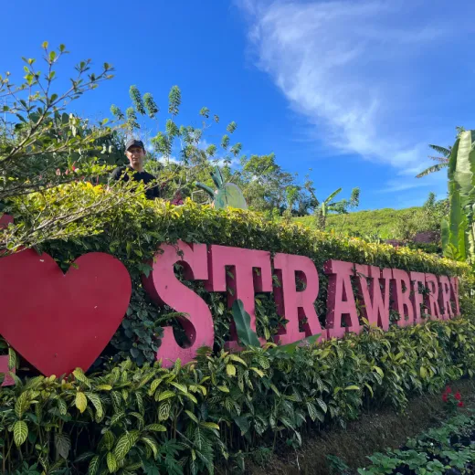 TravelToPH - Экскурсии / Туры - Клубничная Экоферма де Кантипла - Сад Бувакан ни Алехандра - Лейквью Ле Жардин | VC-SCEFBALLJ-D1