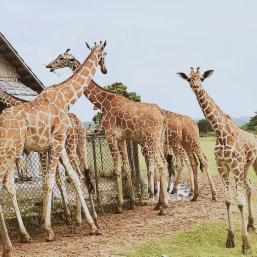 TravelToPH - Экскурсии / Туры - Сафари Калауит - Черный остров - пляж Окам Окам | LC-CSBIPBOB-D1