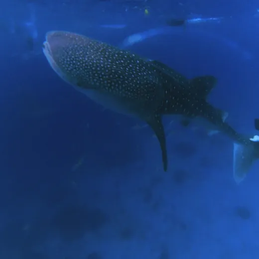 TravelToPH - Экскурсии / Туры - Плавание с Китовыми Акулами в Ослобе - Водопад Тумалог - Католическая Церковь Симала | VC-WSWOTWSPC-D1