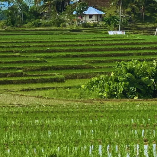 TravelToPH - Экскурсии / Туры - Плавание с китовыми акулами в Тауге на Бохоле - рисовые террасы Кадапдапан - наблюдение за светлячками в Лоае | VB-TWSWBCRTLF-D1