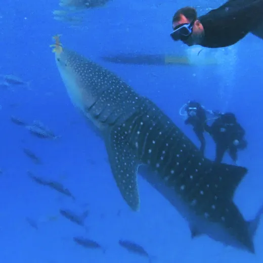 TravelToPH - Экскурсии / Туры - Плавание с Китовыми Акулами в Ослобе - Водопад Тумалог - Католическая Церковь Симала | VC-WSWOTWSPC-D1