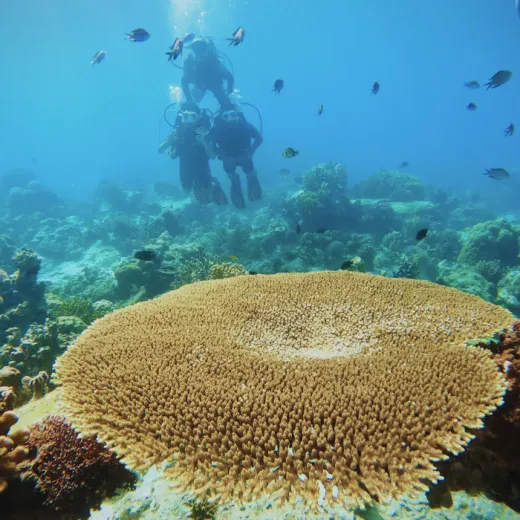 TravelToPH - Экскурсии / Туры - Дайвинг на Боракай | VB-DIB-D1