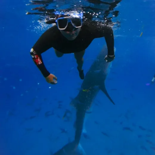 TravelToPH - Экскурсии / Туры - Плавание с Китовыми Акулами в Ослоб | VC-WSW-D1