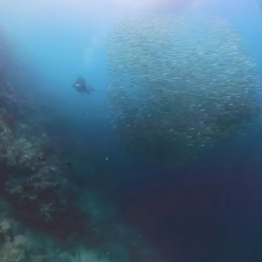 TravelToPH - Экскурсии / Туры - Плавание с Китовыми Акулами в Ослобе - Каньонинг на водопадах Кавасан - Дайвинг с Сардинами в Моалбоал | VC-WSWOKFCDSM-D1