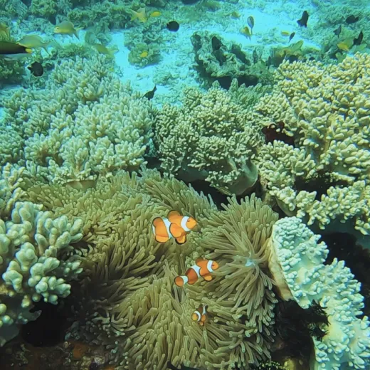 TravelToPH - Экскурсии / Туры - Остров Памилакан (сноркелинг) | VB-PI-D1