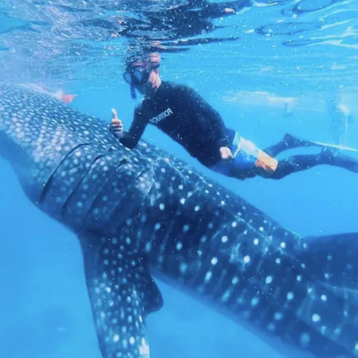 TravelToPH - Экскурсии / Туры - Плавание с китовыми акулами в Тауге на Бохоле - Зиплайн - Заповедник долгопят (тарсиры) - Шоколадные холмы - Квадроциклы - Водопады Камугао | VB-TWSWZLTCACHSARCF-D1