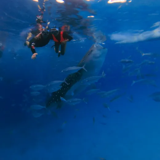 TravelToPH - Экскурсии / Туры - Плавание с Китовыми Акулами в Ослобе - Руины Куартел - Каньонинг в Алегрии, Канлаоб | VC-WSWOCRAKC-D1