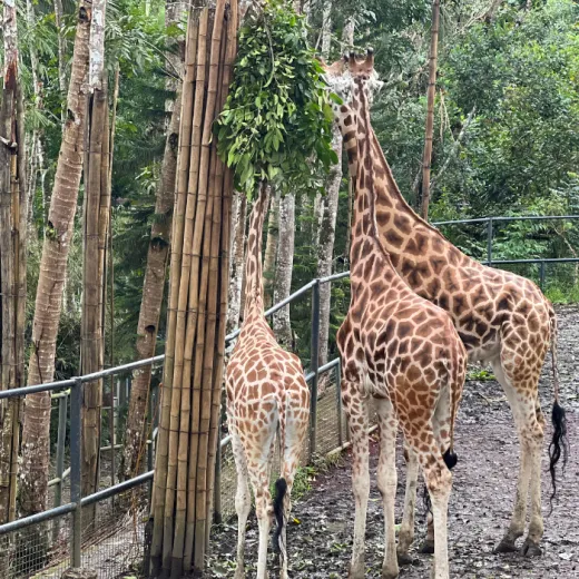 TravelToPH - Экскурсии / Туры - Город Данао - Сафари Парк Себу | VC-DCCSAP-D1