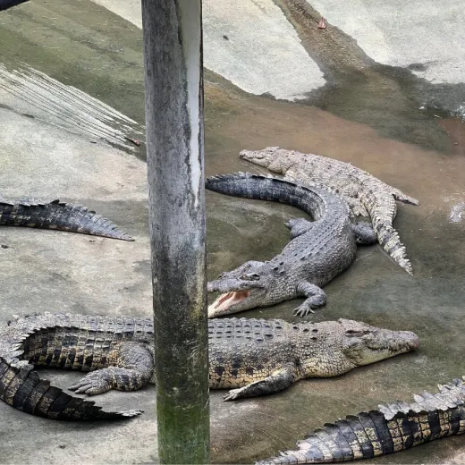 TravelToPH - Экскурсии / Туры - Город Данао - Сафари Парк Себу | VC-DCCSAP-D1