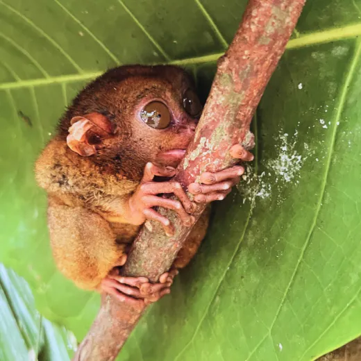 TravelToPH - Экскурсии / Туры - Шоколадные холмы - Квадроциклы - Заповедник долгопят (тарсиры) - Искусственный лес Билар - Экопарк экотуризма Лобок | VB-CHSATRBMLA-D1