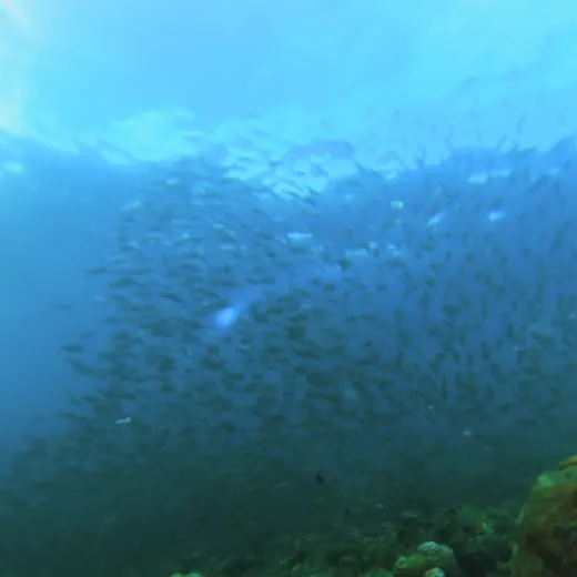 TravelToPH - Экскурсии / Туры - Плавание с Китовыми Акулами в Ослобе - Каньонинг на водопадах Кавасан - Дайвинг с Сардинами в Моалбоал | VC-WSWOKFCDSM-D1