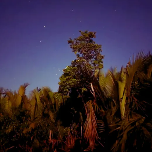 TravelToPH - Экскурсии / Туры - Наблюдение за светлячками в мангровых лесах Марибохока | VB-MMFW-D1