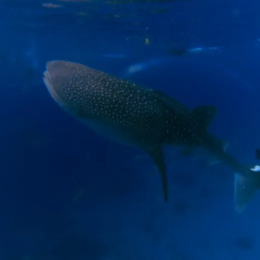 TravelToPH - Экскурсии / Туры - Плавание с Китовыми Акулами в Ослоб | VC-WSW-D1