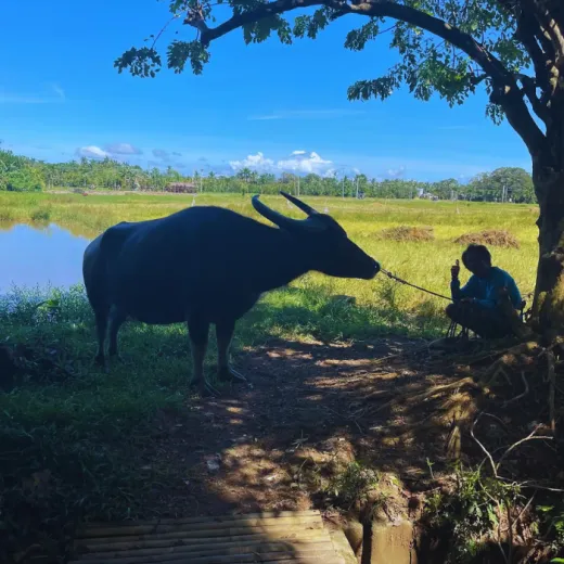 TravelToPH - Экскурсии / Туры - Музей живой культуры Мотаг - река Лангуйон | VB-MLMLR-D1 TravelToPH - Экскурсии / Туры - Музей живой культуры Мотаг - река Лангуйон | VB-MLMLR-D1