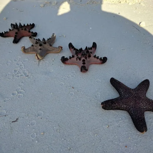 TravelToPH - Экскурсии / Туры - Пляж Сантьяго - Пляж Батсон - Скала Мангодлонг - Пляж Бакхау - Скрытые хижины | VC-SBBBMRBBHH-D1