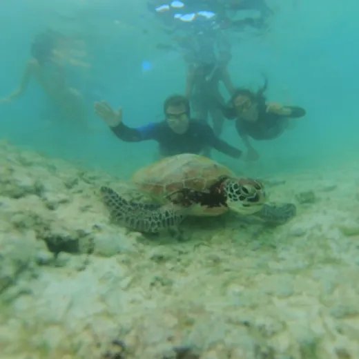 TravelToPH - Экскурсии / Туры - Снорклинг с Сардинами в Моалбоал - Каньонинг на Водопадах Кавасан | VC-SSMKFC-D1