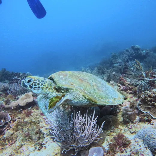 TravelToPH - Экскурсии / Туры - Дайвинг на Боракай | VB-DIB-D1