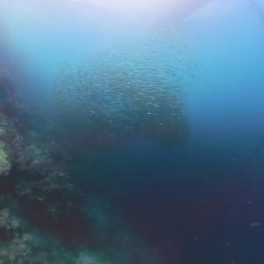 TravelToPH - Экскурсии / Туры - Плавание с Китовыми Акулами в Ослобе - Каньонинг на водопадах Кавасан - Дайвинг с Сардинами в Моалбоал | VC-WSWOKFCDSM-D1