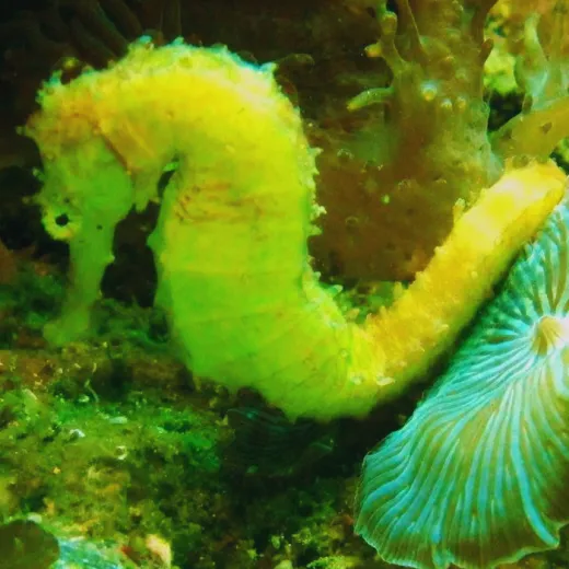 TravelToPH - Экскурсии / Туры - Cноркелинг и дайвинг на острове Гато | VM-GISDT-D1