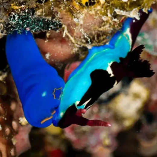 TravelToPH - Экскурсии / Туры - Тур по островам и сноркелинг: Коралловый сад - остров Дакит-Дакит - утес Лапус-Лапус | VM-IHSTDICGCDDILLC-D1