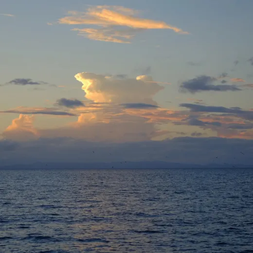 TravelToPH - Экскурсии / Туры - Дайвинг-тур с лисими акулами: Monad Shoal | VM-TSDTMS-D1