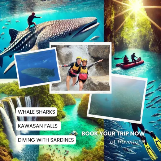 TravelToPH - Экскурсии / Туры - Плавание с Китовыми Акулами в Ослобе - Каньонинг на водопадах Кавасан - Дайвинг с Сардинами в Моалбоал | VC-WSWOKFCDSM-D1