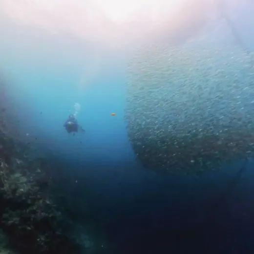 TravelToPH - Экскурсии / Туры - Снорклинг с Сардинами в Моалбоал - Каньонинг на Водопадах Кавасан | VC-SSMKFC-D1