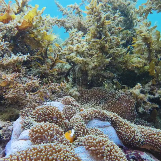 TravelToPH - Экскурсии / Туры - Затонувшие корабли острова Корон ( снорклинг ) - Артиллерийский катер Лузонг - Коралловый сад Лузонг - Затонувший корабль Восточный Тангат - Остров Пасс | LC-CISSGLLCGETWPI-D1