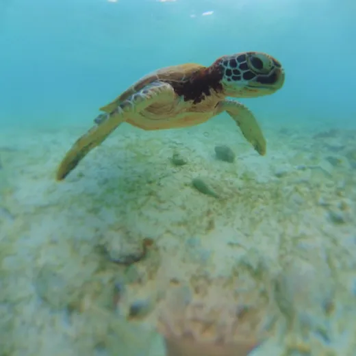 TravelToPH - Экскурсии / Туры - Снорклинг с Сардинами в Моалбоал - Каньонинг на Водопадах Кавасан | VC-SSMKFC-D1