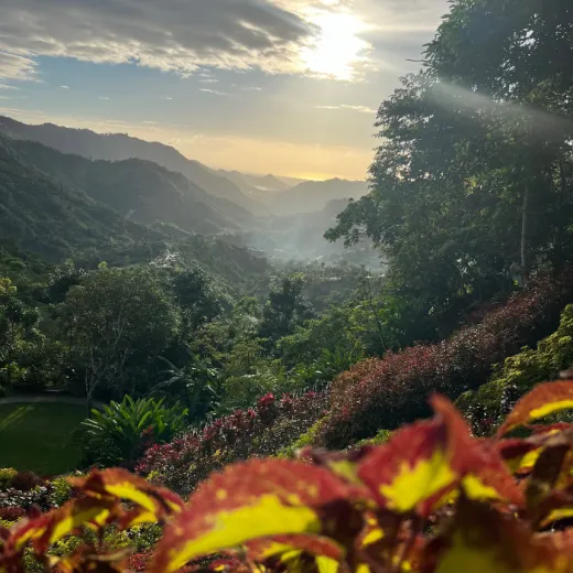 TravelToPH - Экскурсии / Туры - Клубничная Экоферма де Кантипла - Сад Бувакан ни Алехандра - Лейквью Ле Жардин | VC-SCEFBALLJ-D1