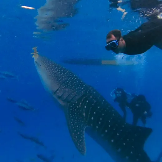 TravelToPH - Экскурсии / Туры - Плавание с Китовыми Акулами в Ослобе - Руины Куартел - Каньонинг в Алегрии, Канлаоб | VC-WSWOCRAKC-D1