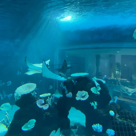 TravelToPH - Экскурсии / Туры - Китайский Даосский Храм - Океанариум Себу - Кафе Luminous Espresso Industry | VC-CTTCOPLEIC-D1