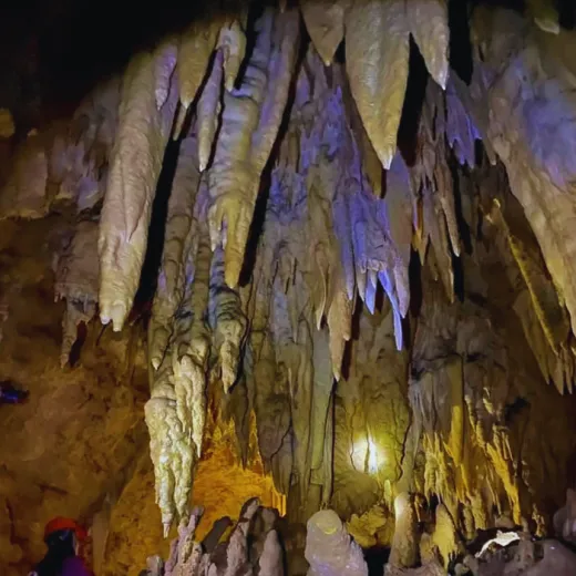 TravelToPH - Экскурсии / Туры - Заповедник Philippine Tarsier - пещера Гуаон - приключенческий парк Данао | VB-PTSGCDAP-D1