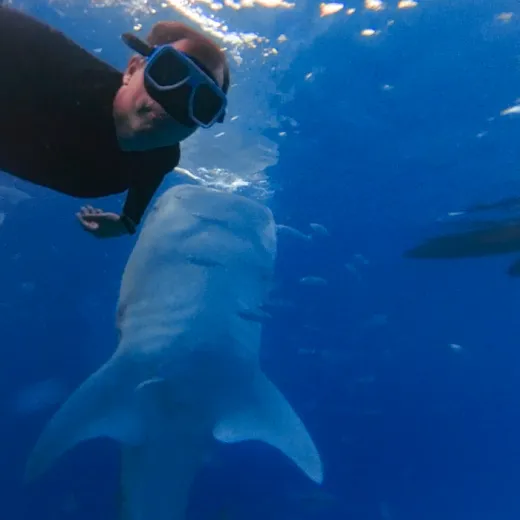 TravelToPH - Экскурсии / Туры - Плавание с Китовыми Акулами в Ослоб | VC-WSW-D1