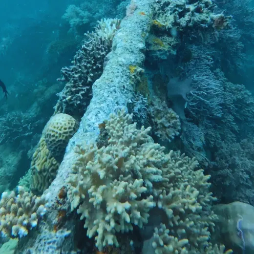 TravelToPH - Экскурсии / Туры - Затонувшие корабли острова Корон ( снорклинг ) - Артиллерийский катер Лузонг - Коралловый сад Лузонг - Затонувший корабль Восточный Тангат - Остров Пасс | LC-CISSGLLCGETWPI-D1