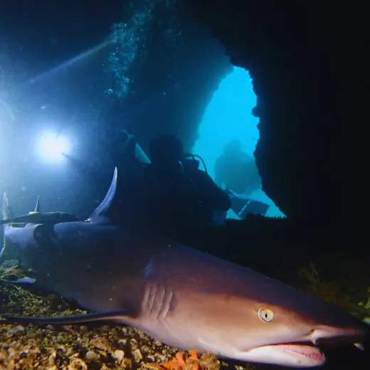 TravelToPH - Экскурсии / Туры - Cноркелинг и дайвинг на острове Гато | VM-GISDT-D1