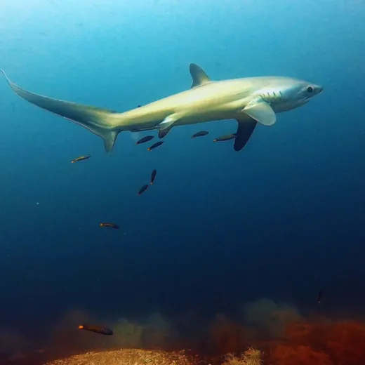 TravelToPH - Экскурсии / Туры - Дайвинг-тур с лисими акулами: Monad Shoal | VM-TSDTMS-D1